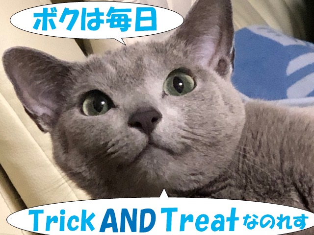 f:id:LoveRussianBlue:20201025161835j:plain