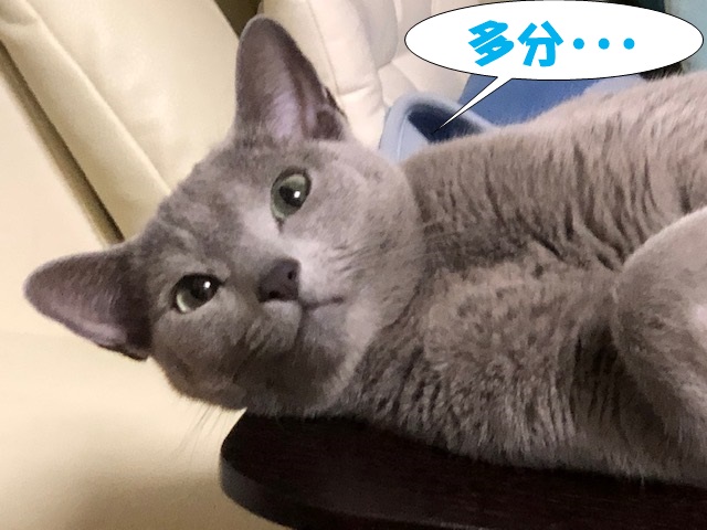 f:id:LoveRussianBlue:20201025202203j:plain