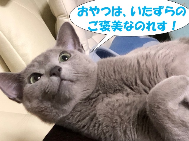 f:id:LoveRussianBlue:20201025202219j:plain