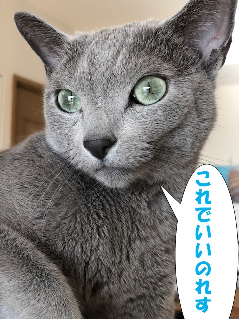 f:id:LoveRussianBlue:20201113160524j:plain