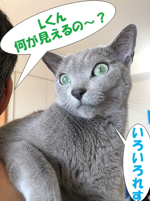 f:id:LoveRussianBlue:20201113161331j:plain