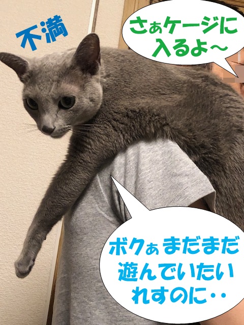f:id:LoveRussianBlue:20201113162417j:plain