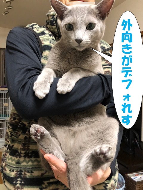 f:id:LoveRussianBlue:20201113170042j:plain