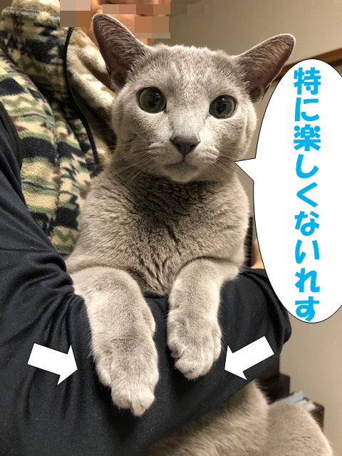 f:id:LoveRussianBlue:20201113170229j:plain