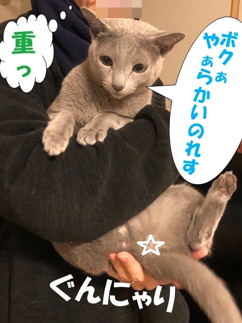 f:id:LoveRussianBlue:20201113171333j:plain