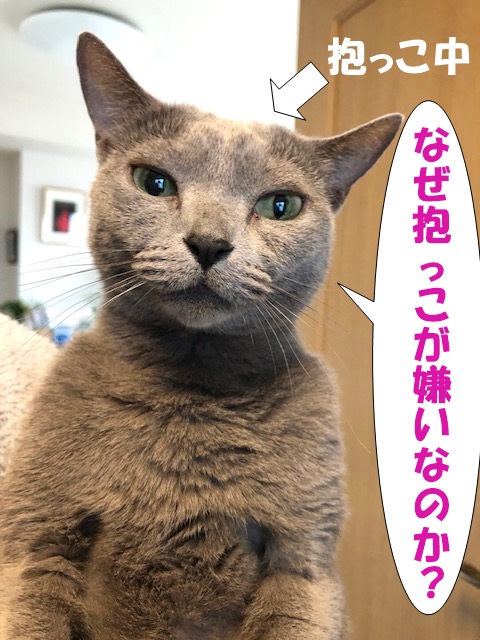 f:id:LoveRussianBlue:20201113172654j:plain