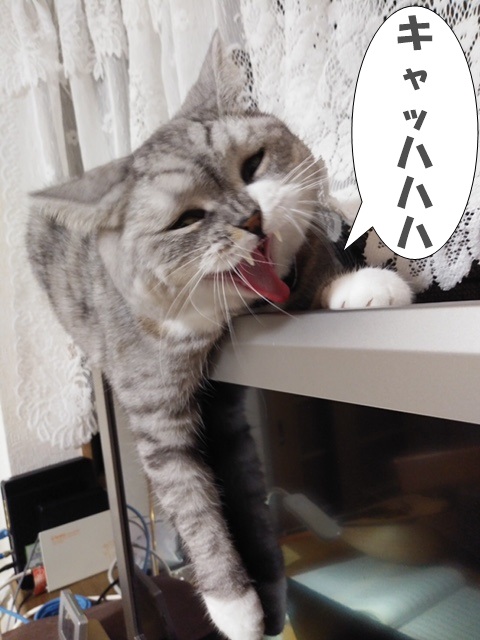f:id:LoveRussianBlue:20201113194043j:plain