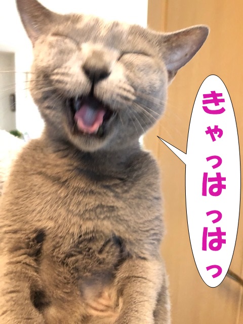 f:id:LoveRussianBlue:20201113194247j:plain