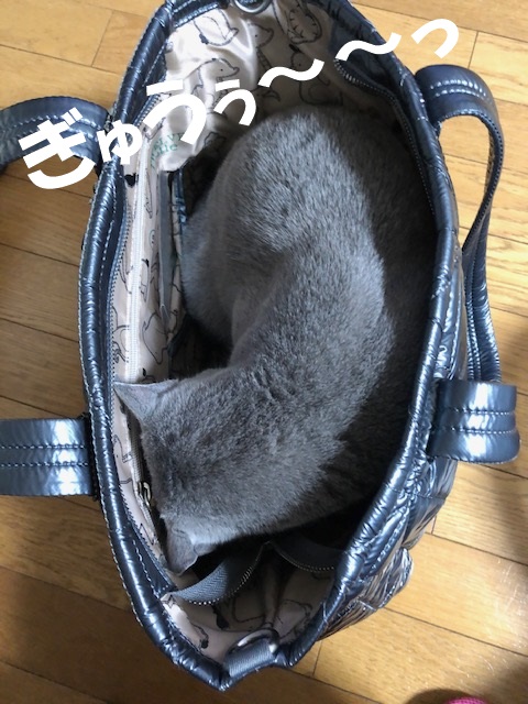 f:id:LoveRussianBlue:20201209212403j:plain