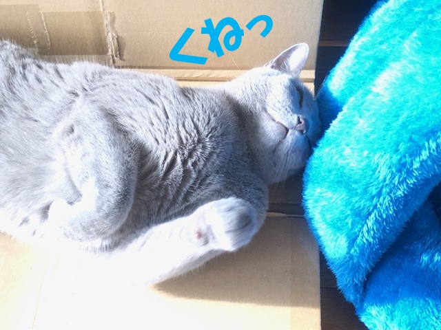 f:id:LoveRussianBlue:20201219203434j:plain