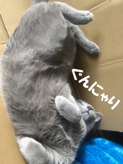 f:id:LoveRussianBlue:20201219203454j:plain