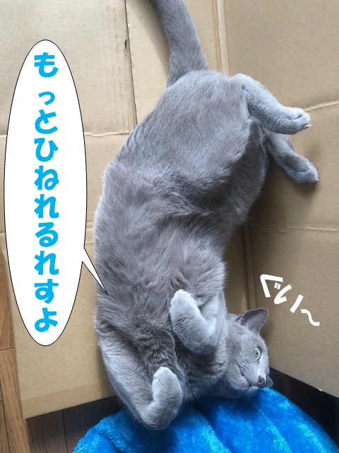 f:id:LoveRussianBlue:20201219204231j:plain