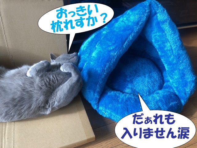 f:id:LoveRussianBlue:20201219204325j:plain