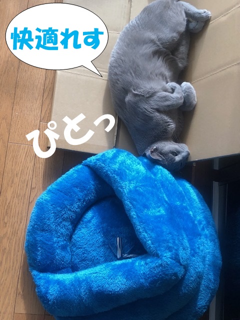 f:id:LoveRussianBlue:20201219210931j:plain
