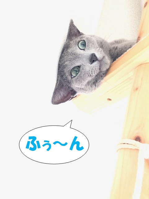 f:id:LoveRussianBlue:20201225143309j:plain