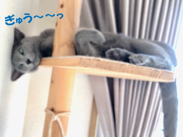f:id:LoveRussianBlue:20201225144316j:plain