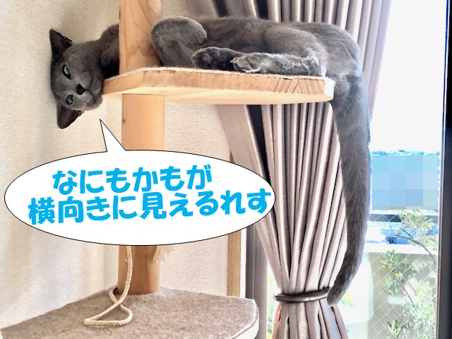 f:id:LoveRussianBlue:20201225144516j:plain