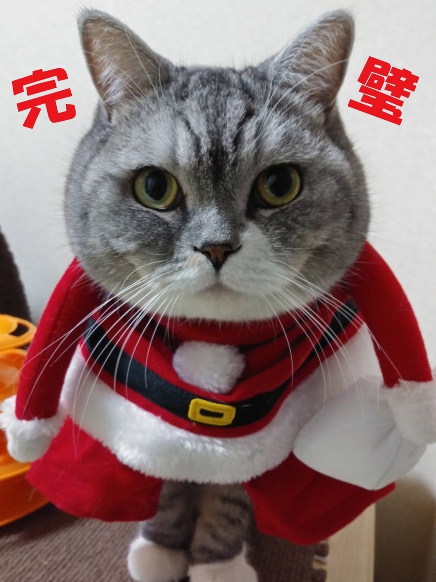 f:id:LoveRussianBlue:20201225150104j:plain