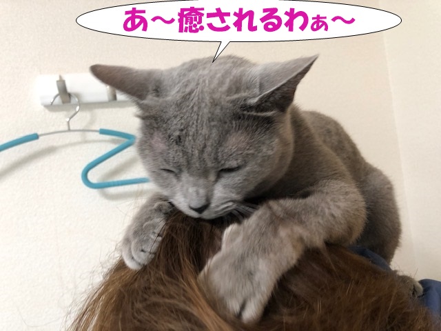 f:id:LoveRussianBlue:20210331014846j:plain