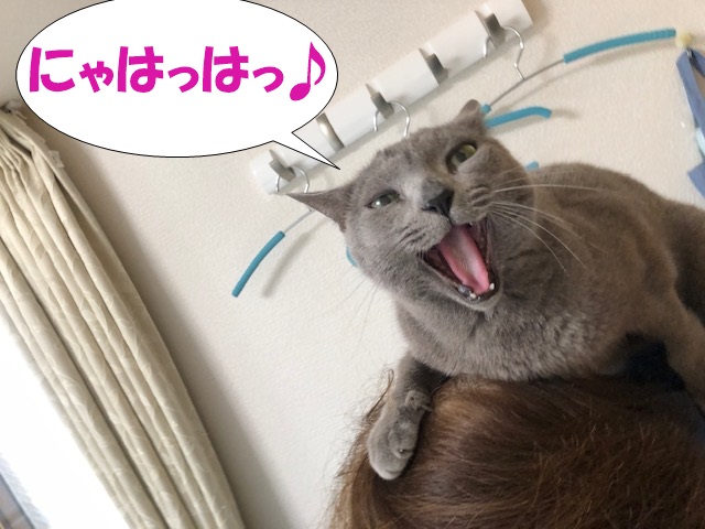 f:id:LoveRussianBlue:20210331014948j:plain