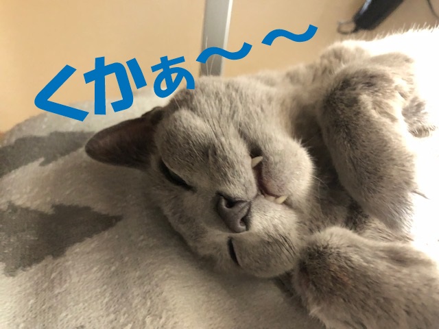 f:id:LoveRussianBlue:20210331020937j:plain