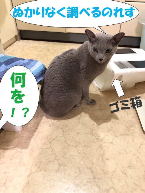 f:id:LoveRussianBlue:20210331021018j:plain
