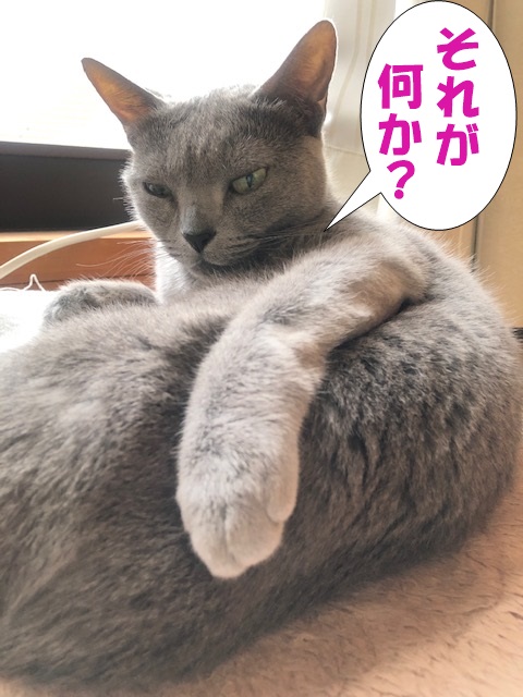 f:id:LoveRussianBlue:20210331022838j:plain