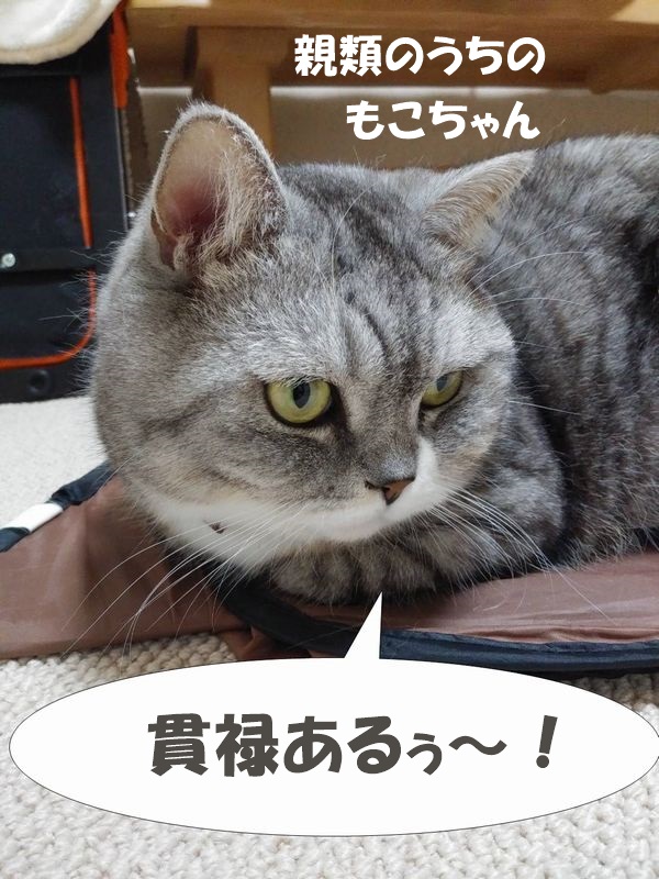 f:id:LoveRussianBlue:20210331023858j:plain