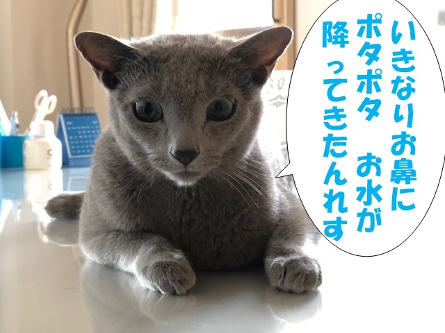 f:id:LoveRussianBlue:20210714200210j:plain