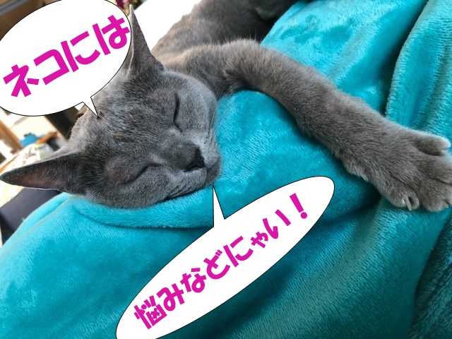 f:id:LoveRussianBlue:20210714201323j:plain