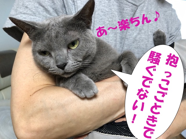 f:id:LoveRussianBlue:20210714201744j:plain
