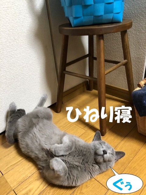 f:id:LoveRussianBlue:20210716200230j:plain