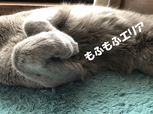 f:id:LoveRussianBlue:20210716200322j:plain