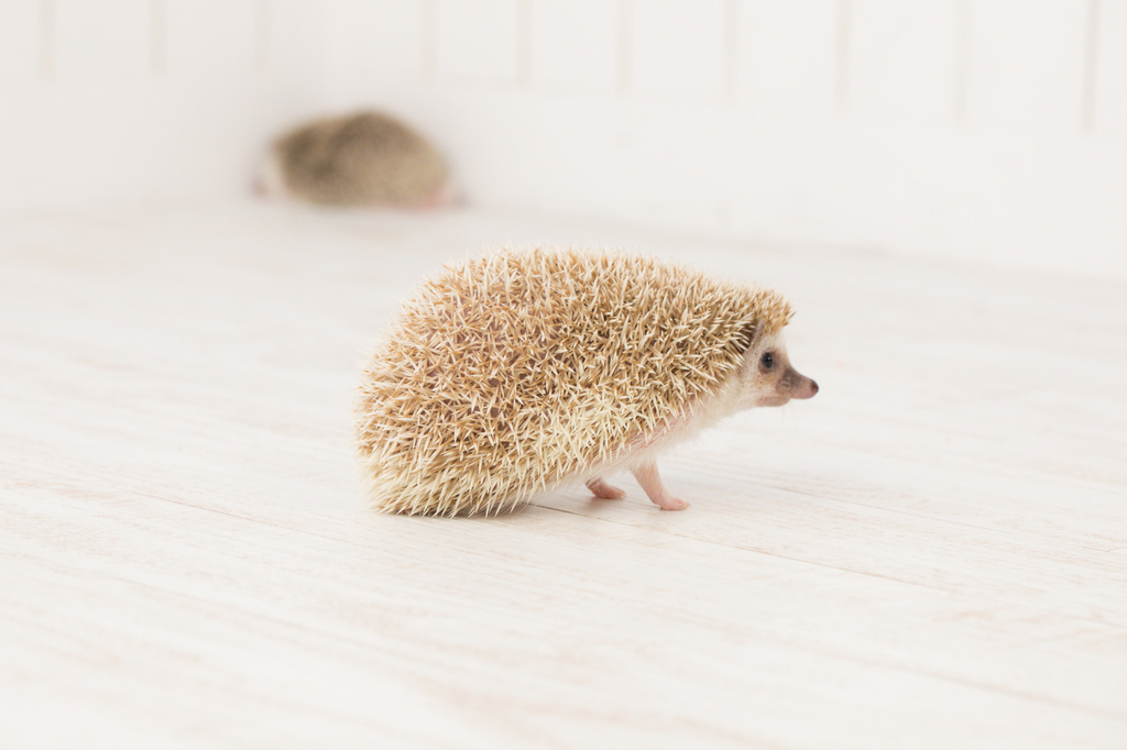 f:id:Loveanimals:20181025005436j:plain f:id:Loveanimals:20181025005436j:plain