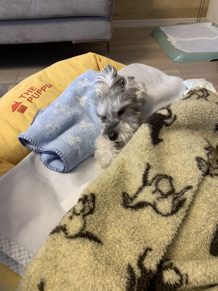 f:id:Lovechan:20190214205238j:plain f:id:Lovechan:20190214205238j:plain