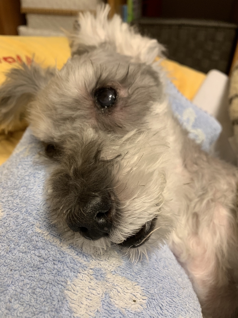 f:id:Lovechan:20190219213237j:plain