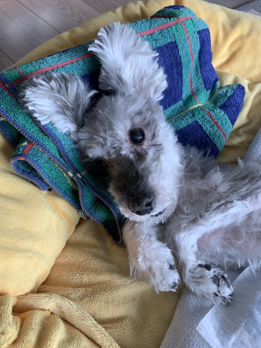 f:id:Lovechan:20190402200749j:plain f:id:Lovechan:20190402200749j:plain