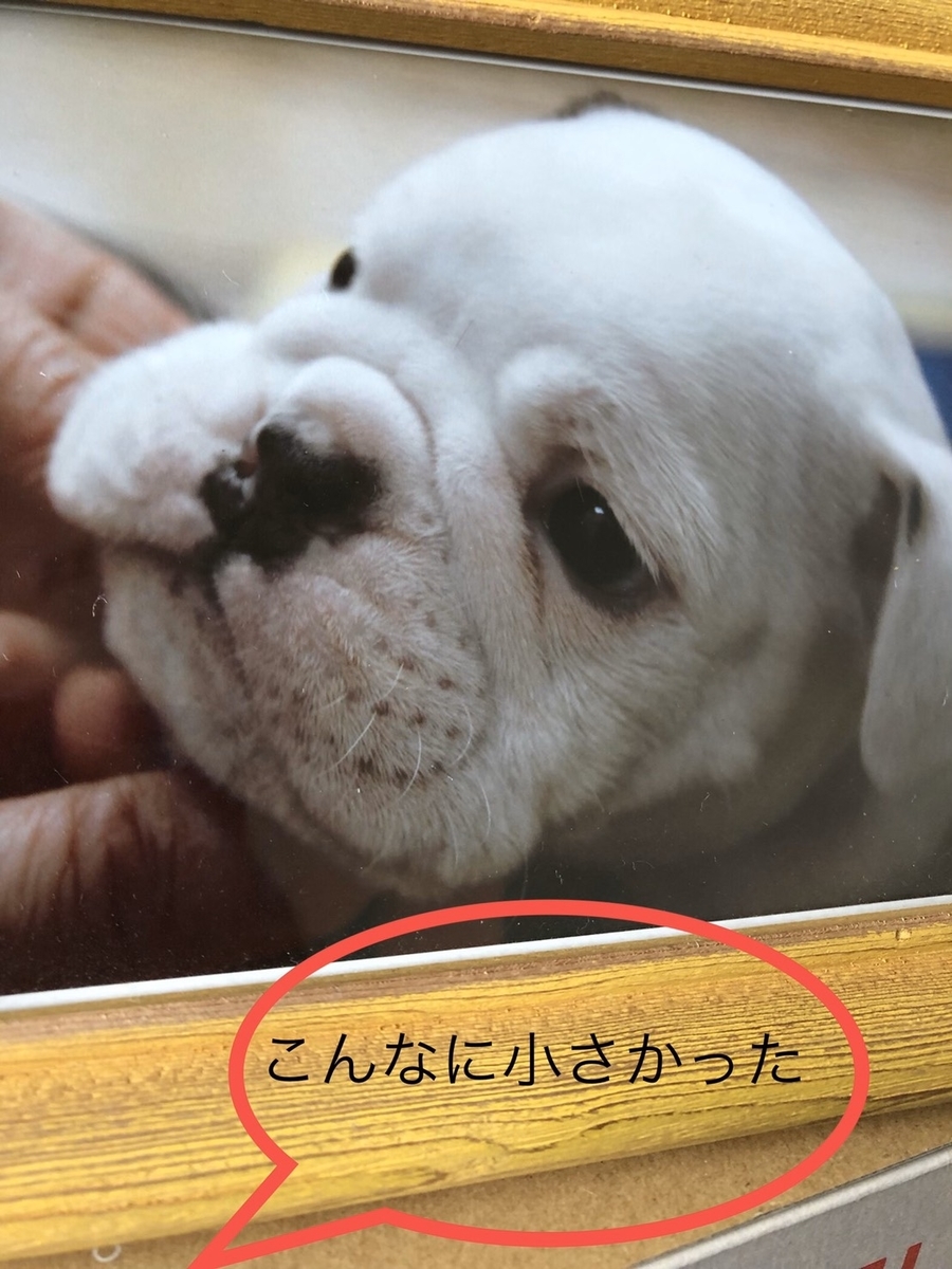 f:id:Lovechan:20191123152829j:plain