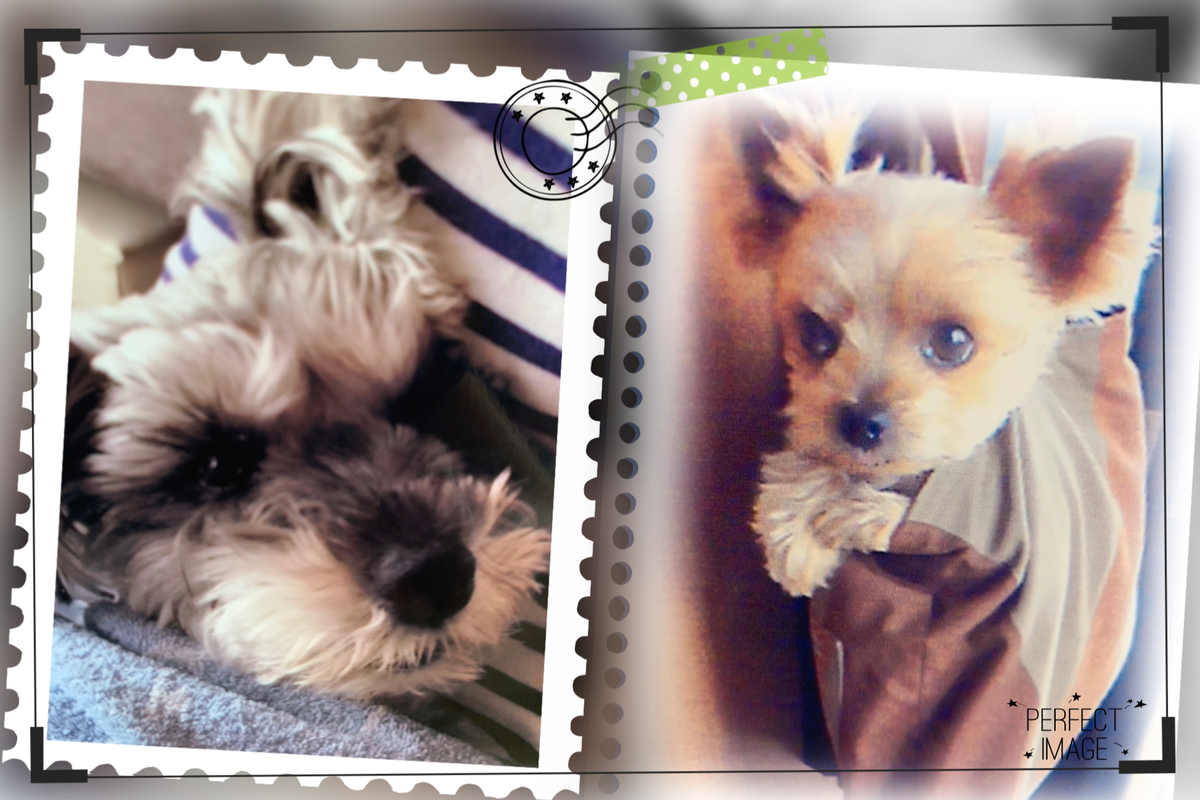 f:id:Lovechan:20200309203437j:plain