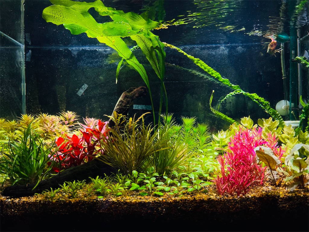 f:id:Lre_17:20240520154605j:image