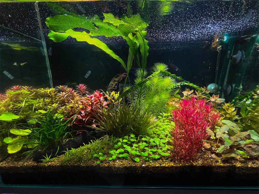 f:id:Lre_17:20240520154818j:image