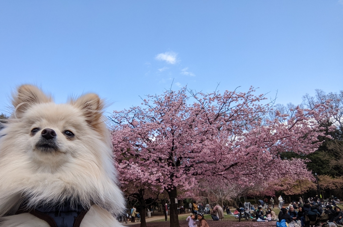 f:id:Lucky91:20220323231633j:plain