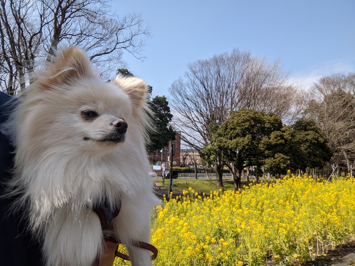 f:id:Lucky91:20220327224802j:plain