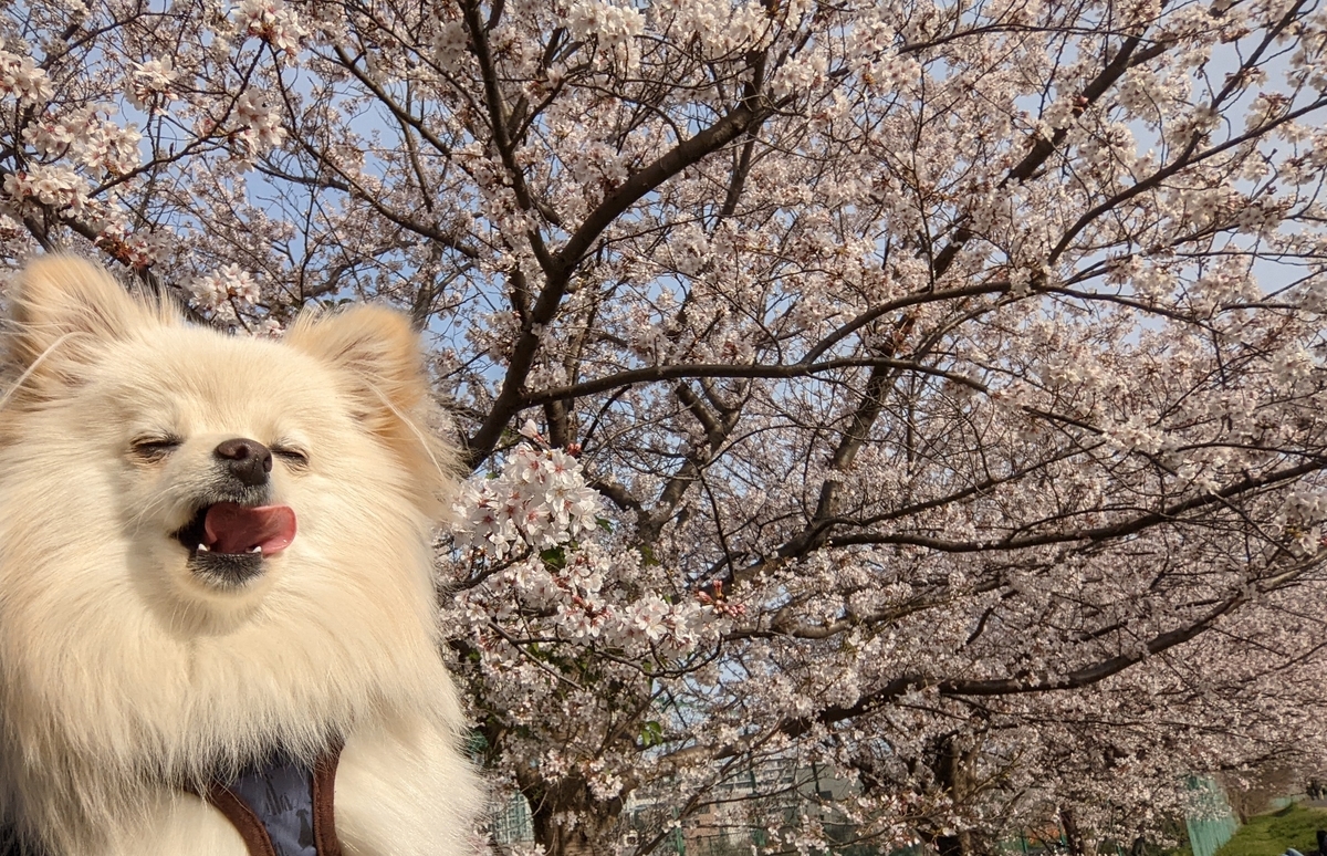 f:id:Lucky91:20220403094254j:plain