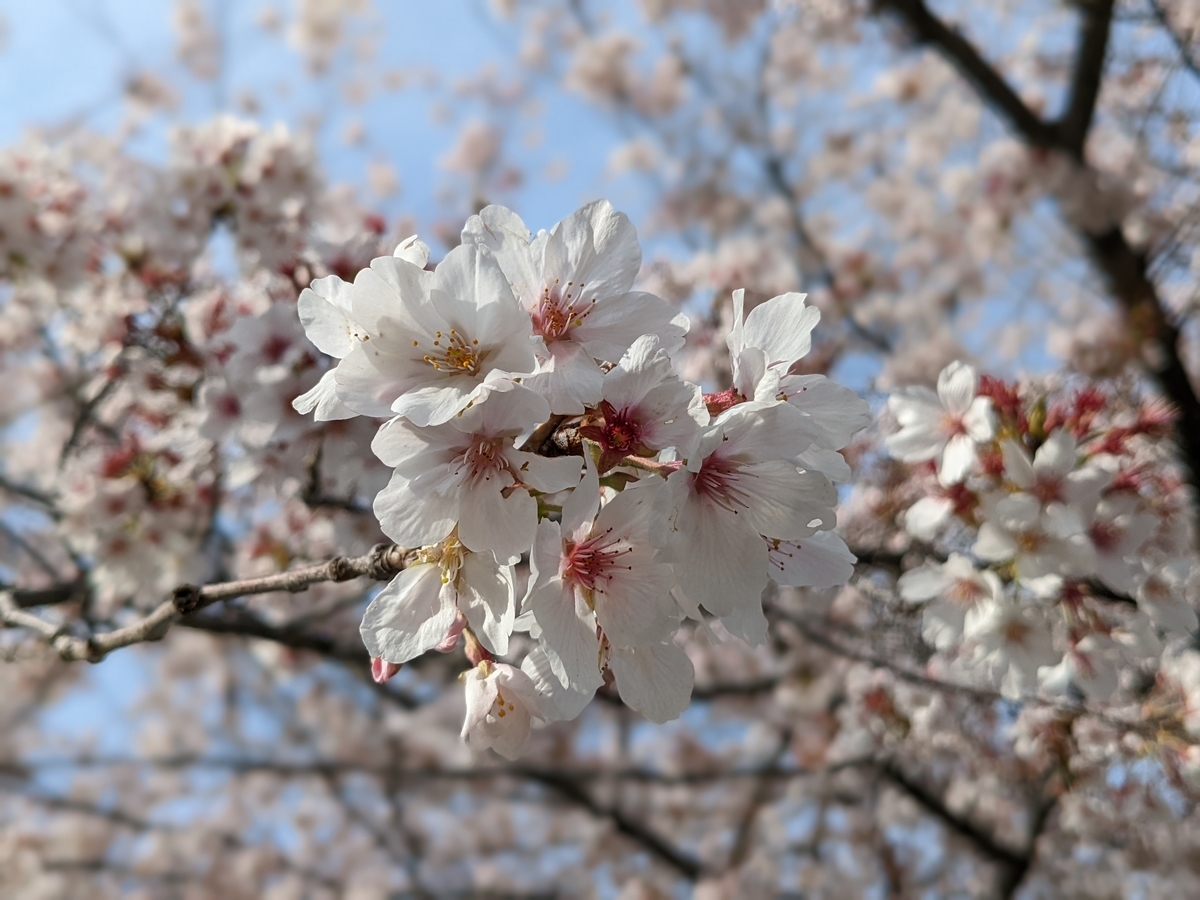 f:id:Lucky91:20220403094400j:plain