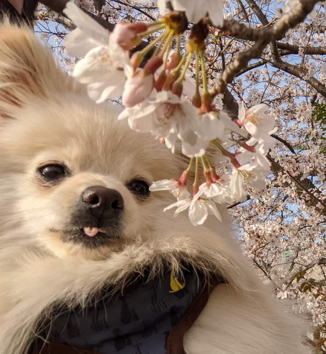 f:id:Lucky91:20220403094713j:plain