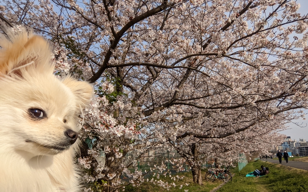 f:id:Lucky91:20220403094949j:plain