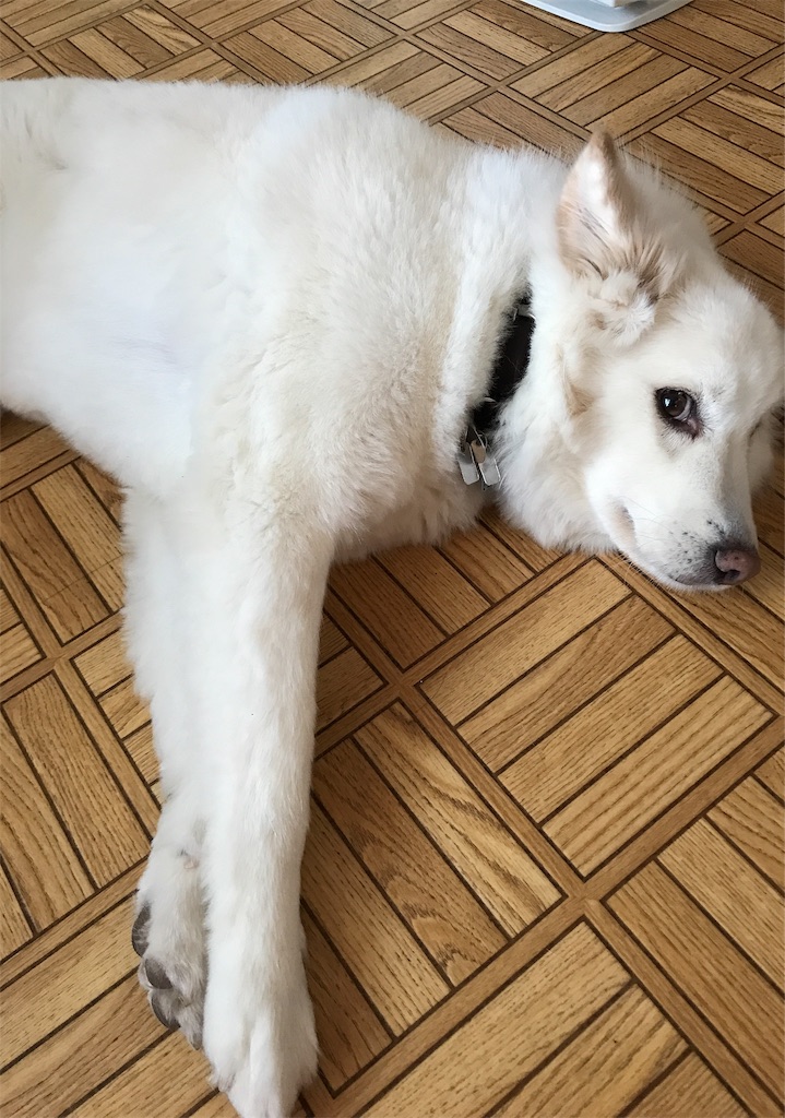 f:id:Luckyfuku1111:20190122161728j:image