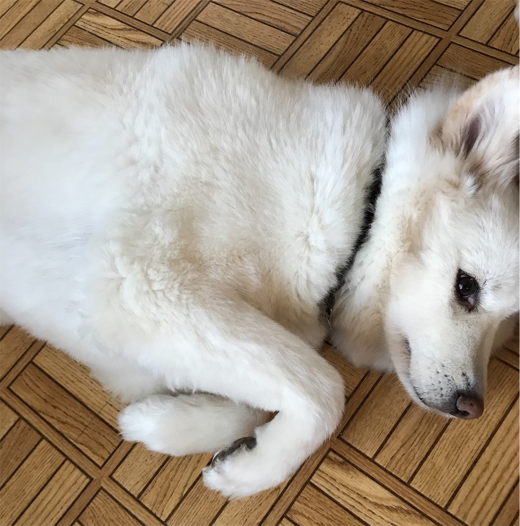 f:id:Luckyfuku1111:20190122161742j:image