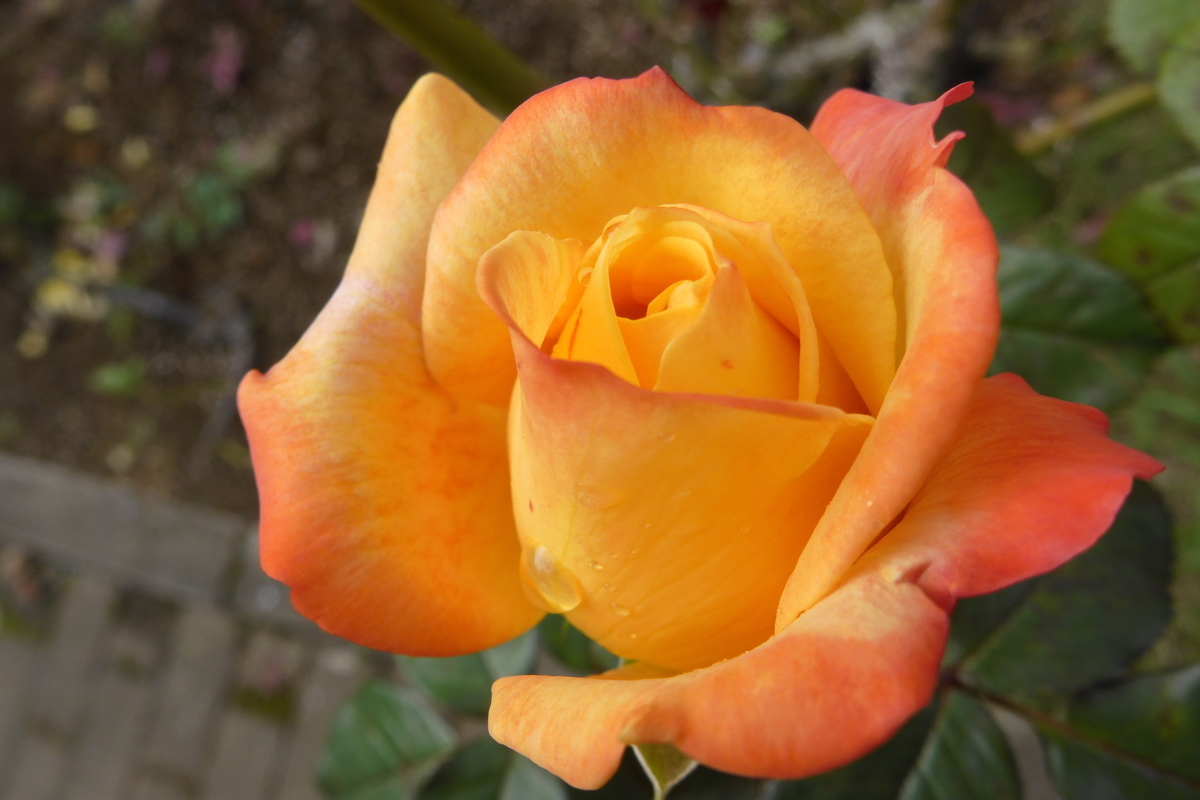f:id:LucyThunders:20191106171847j:plain f:id:LucyThunders:20191106171847j:plain